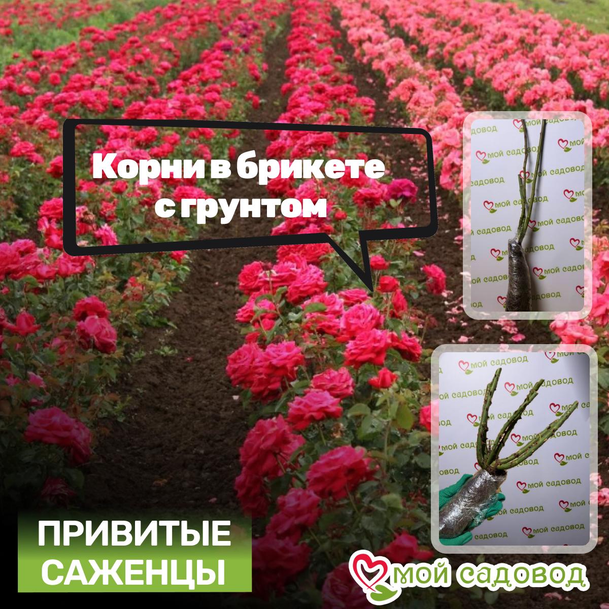 Роза Дама Джуди Денч