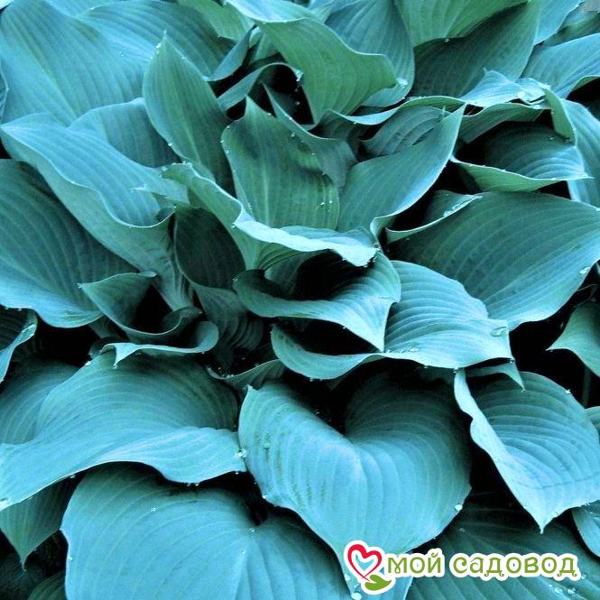 Хоста Голубой ангел
