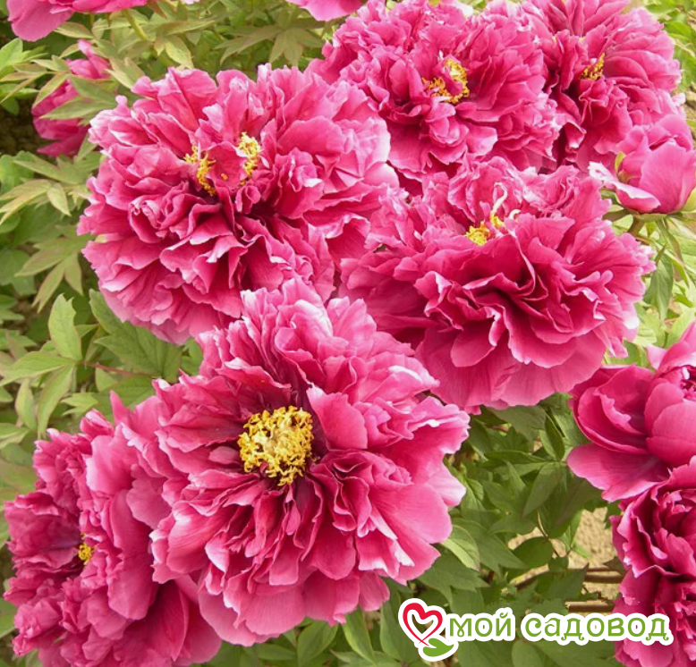 Пион древовидный Король Цветов