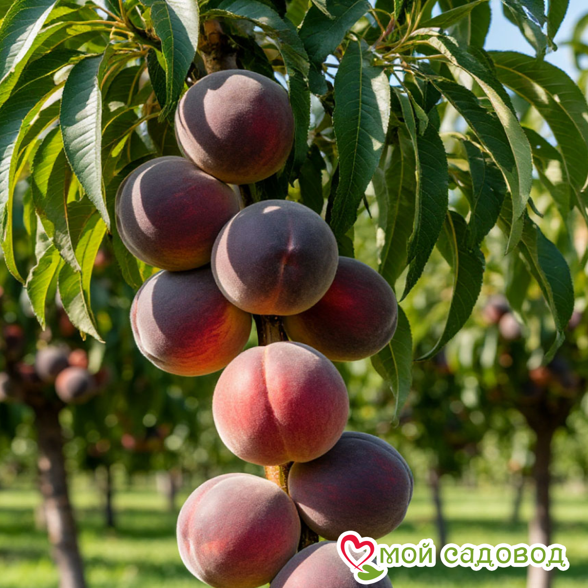 Персик Сноу Кинс колонновидный